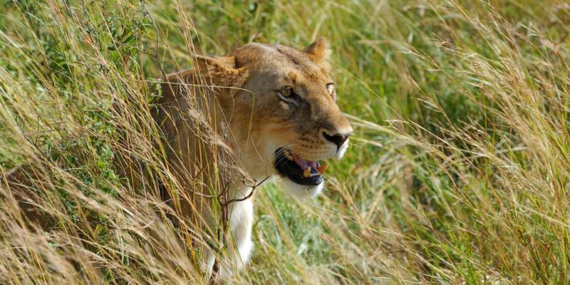 lioness-smile