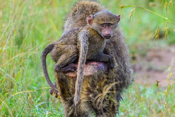 baboon-piggyback