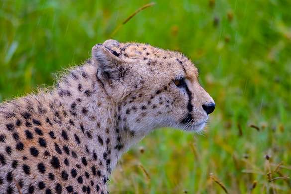 Cheetah, Tanzania