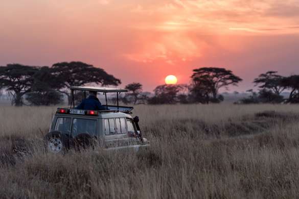 Tailor Made Safaris