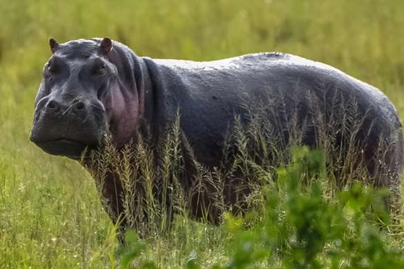 Hippo, Kenya