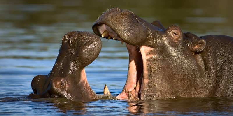 Hippo mother and baby, Tanzania