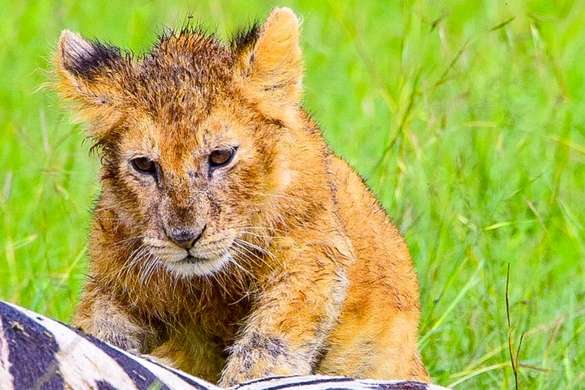 Lion cub at zebra kill