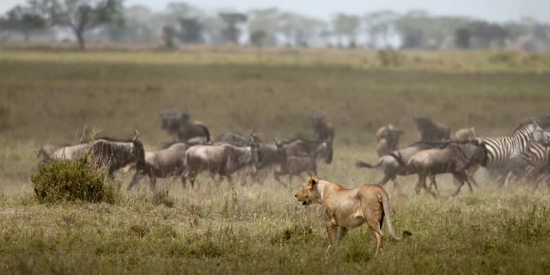 Lioness selecting prey from the herd, Serengeti, Tanzania