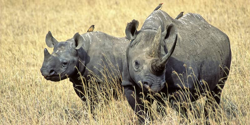Rhino duet, Tanzania