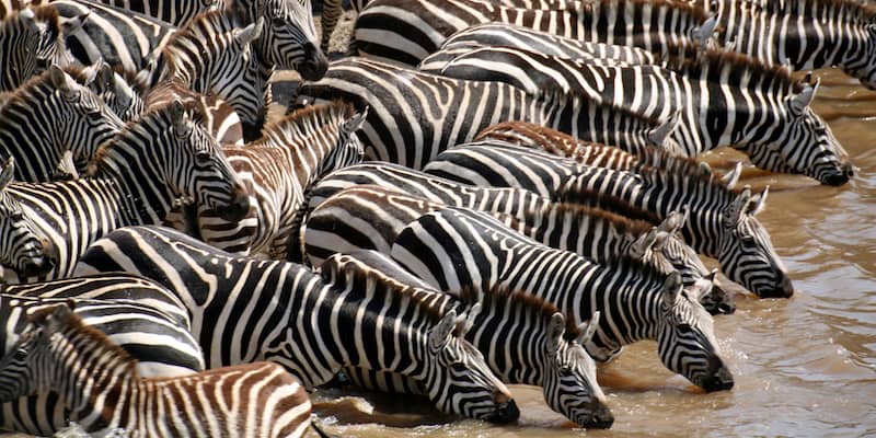 Zebra herd drinking from river