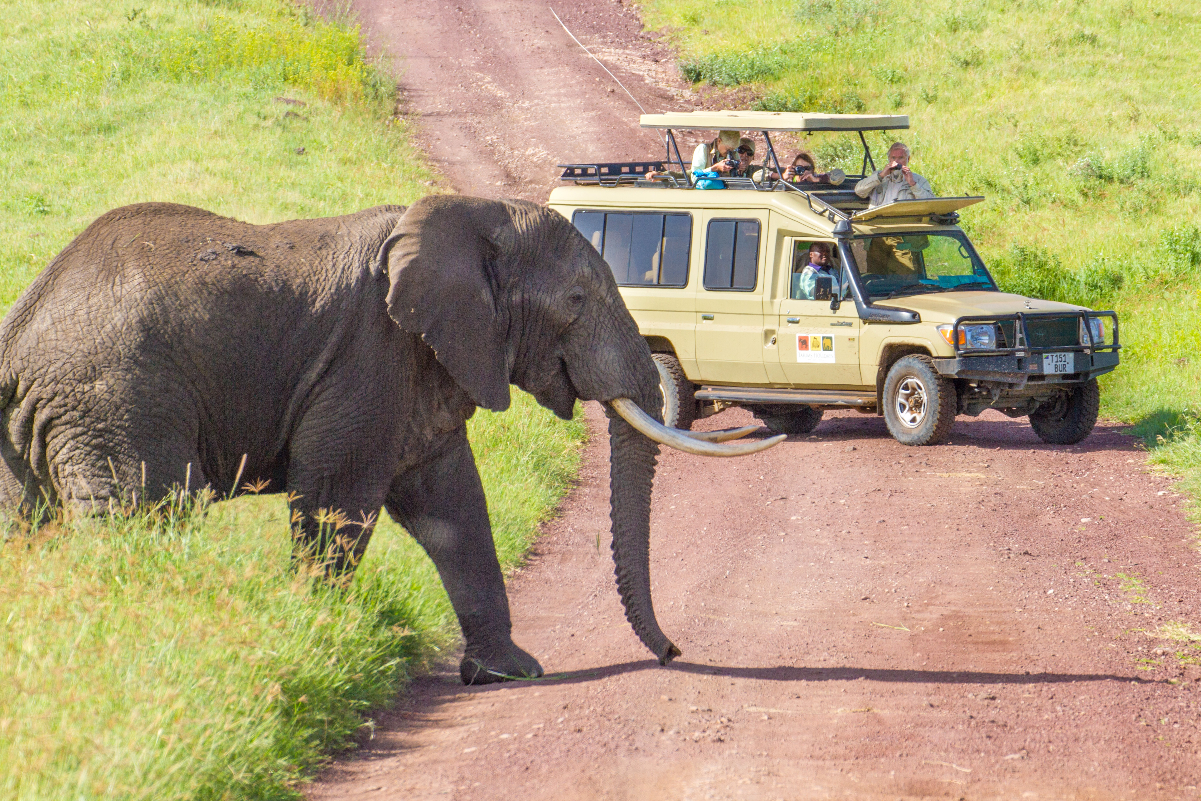 Bull Crossing - Photo Safari &amp; Workshop 2013-02; Ngorongoro Crater