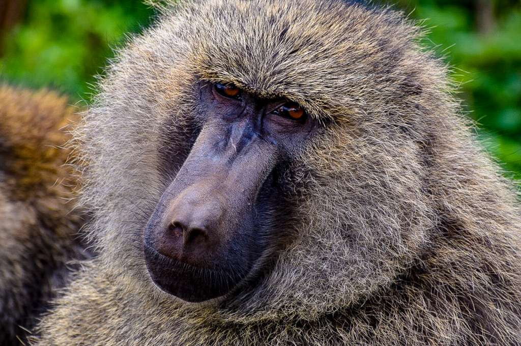 Baboon, Tanzania