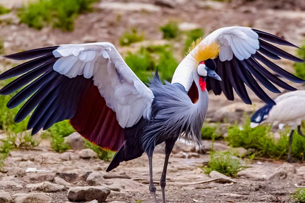 A dancing crowned crane