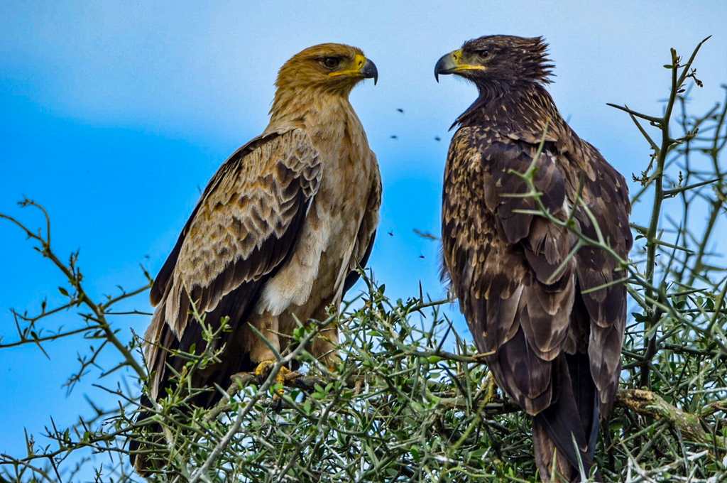 Eagles perched, Tanzania