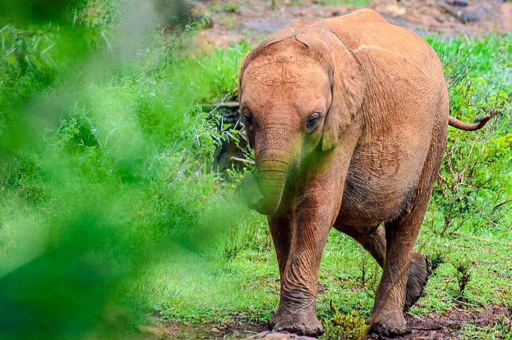 Elephant calf, Tanzania