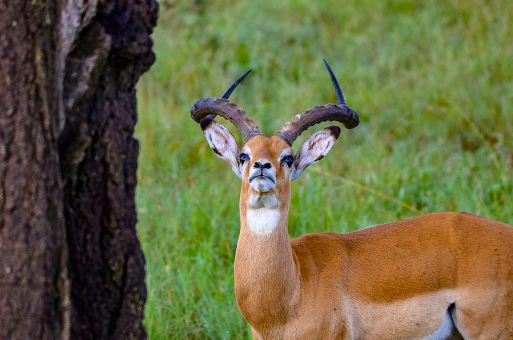 Impala, Tanzania