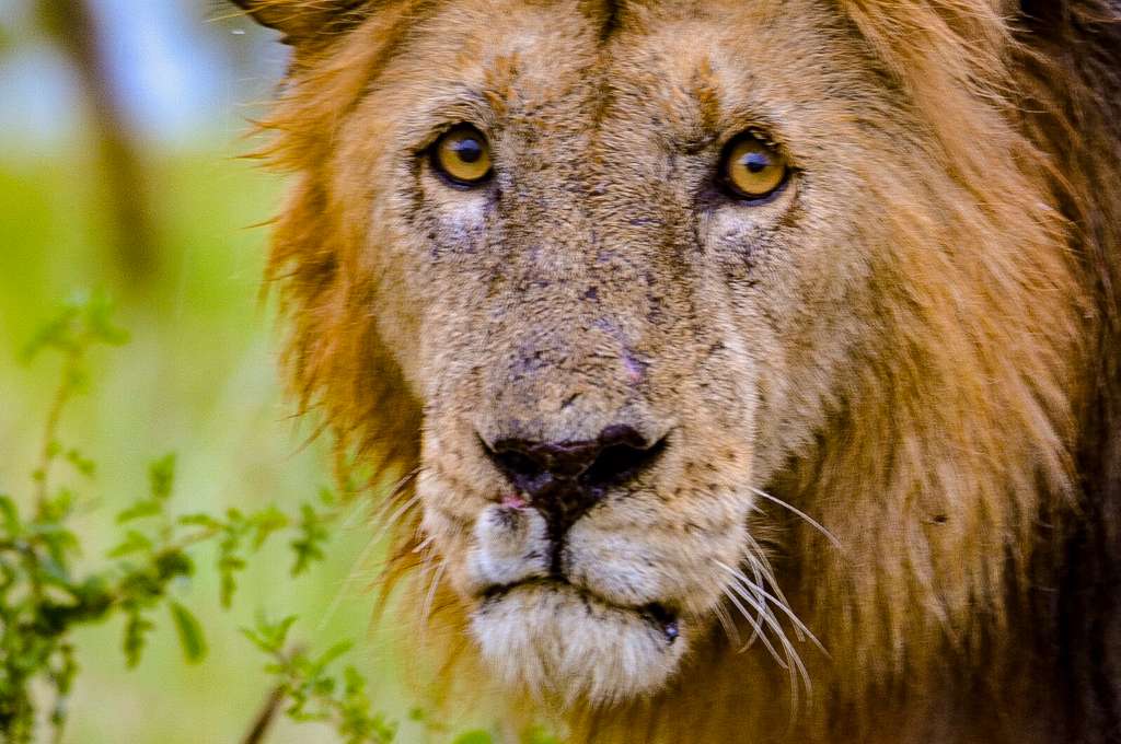 Lion, Tanzania