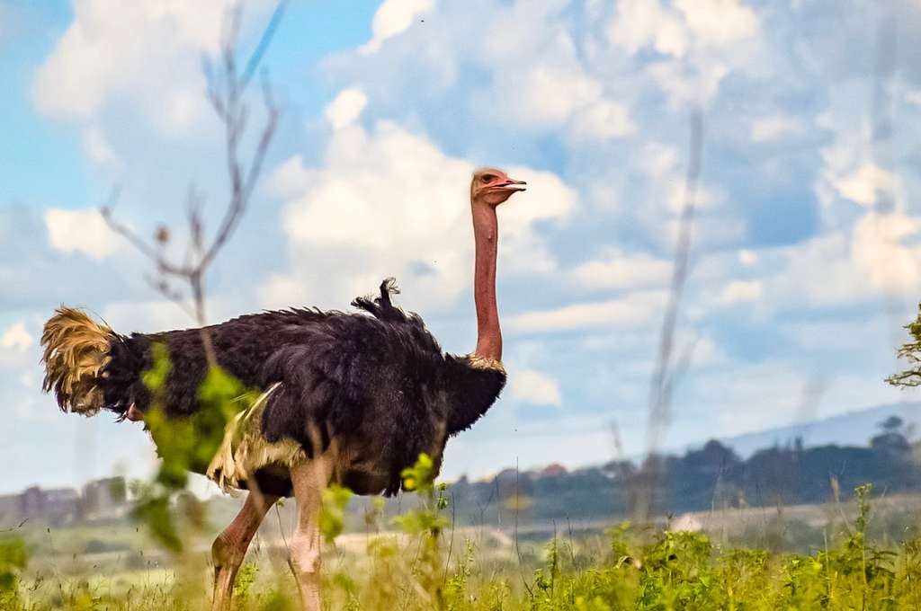 Ostrich, Tanzania