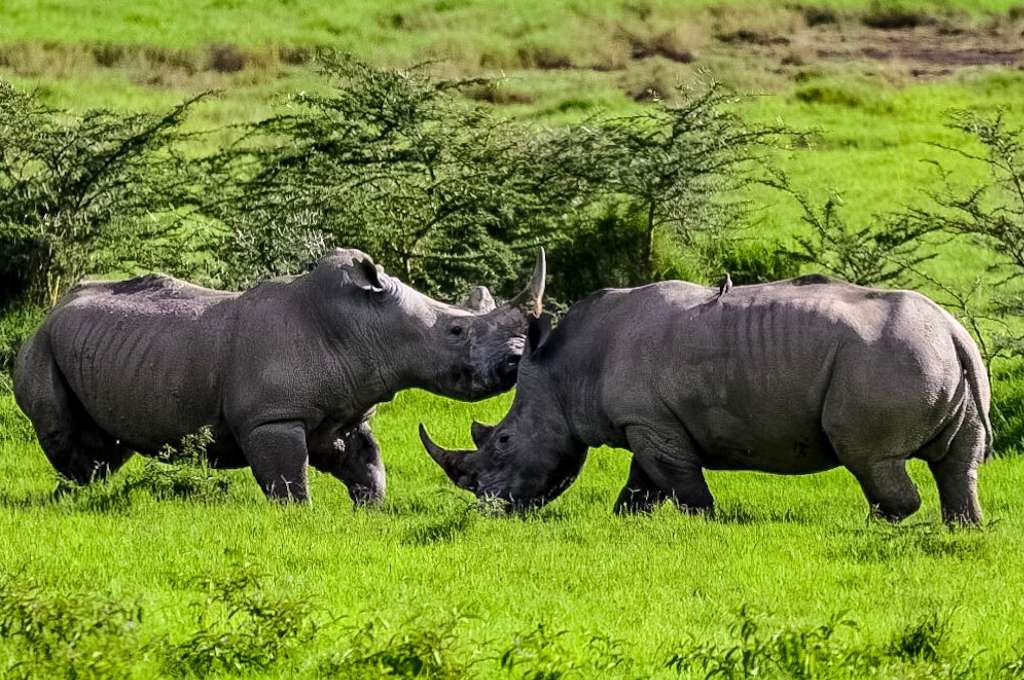 Two rhinos, Tanzania