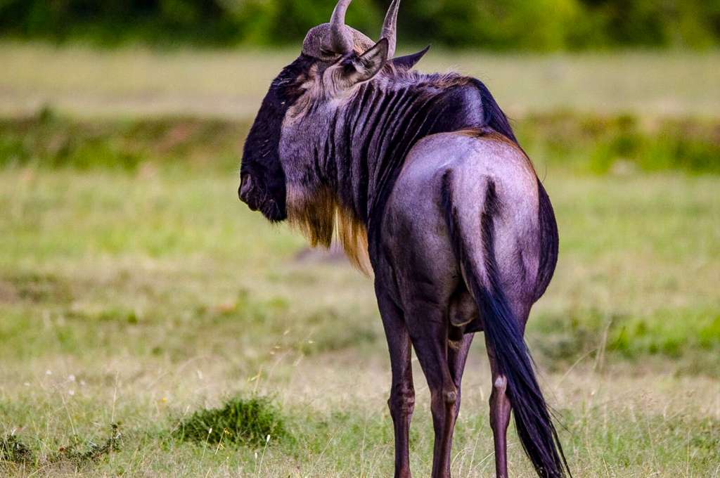 Wildebeest, Tanzania