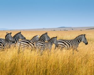 Zebra South African Safari