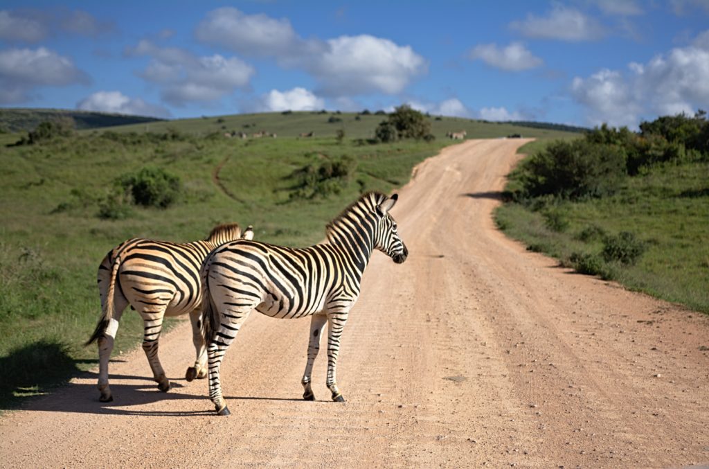 Zebras East Africa Safari
