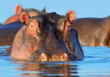 feature-hippo