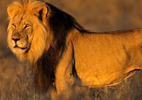 lion-botswana-banner